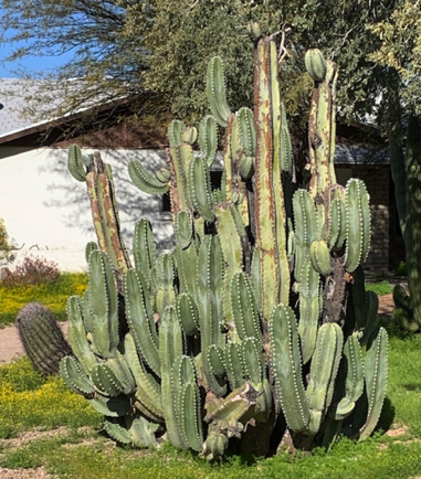 Mar 27 - Looking forward to seeing this columnar cactus in bloom. So majestic.